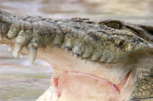 Crocodile Zoo, Malaysia