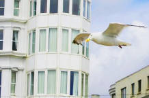 Seagull, Brighton, UK